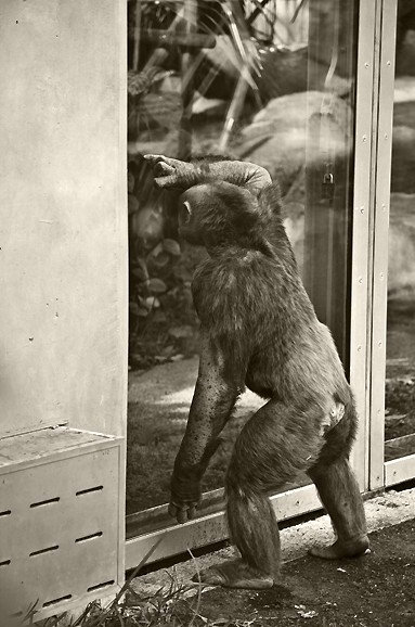 Ape zoo captive portrait black-white