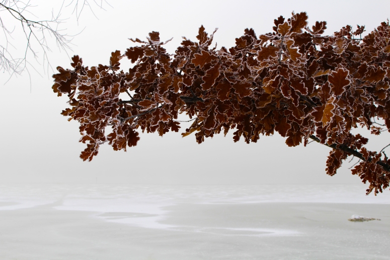 hoarfrost_frost_winter_leaves_lake